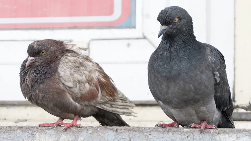 敵意のある鳩