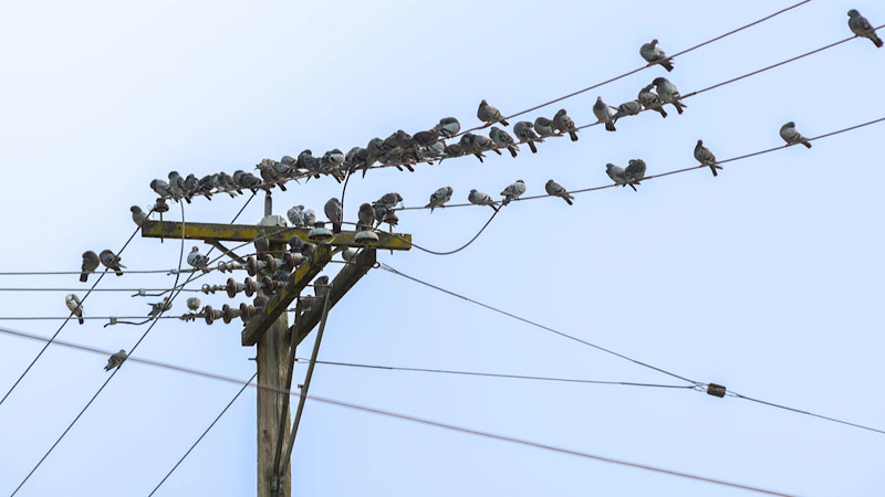 電線に止まっている鳩